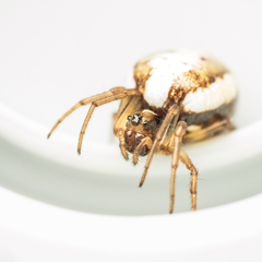 Hypsosinga albovittata