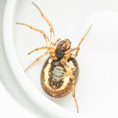 Hypsosinga albovittata