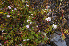 Boronia rhomboidea