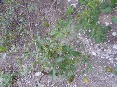 Bidens biternata