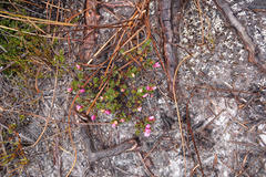 Boronia rhomboidea