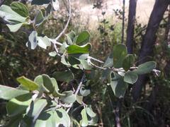 Combretum hereroense