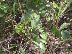 Lannea schweinfurthii