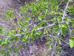 Ximenia caffra caffra