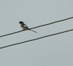 Pericrocotus erythropygius