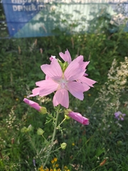 Malva moschata