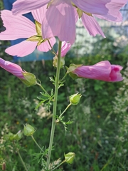 Malva moschata