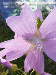 Malva moschata
