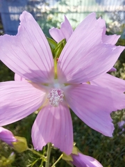 Malva moschata