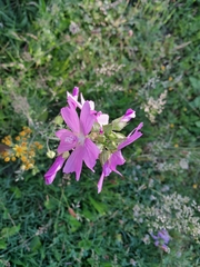 Malva moschata