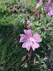 Malva moschata