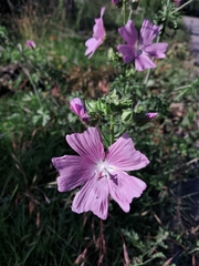 Malva moschata