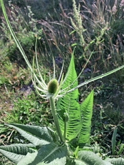 Dipsacus fullonum