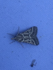 Stemmatophora borgialis