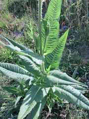 Dipsacus fullonum