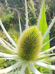 Dipsacus fullonum