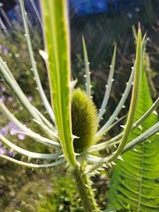 Dipsacus fullonum