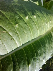 Dipsacus fullonum