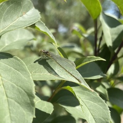 Erythromma