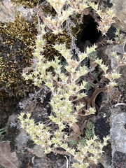 Sedum urvillei