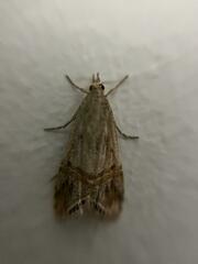 Euchromius cambridgei