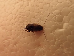 Phyllodromica maculata