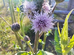 Cirsium arvense