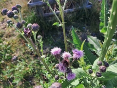 Cirsium arvense