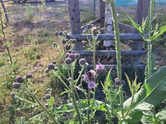 Cirsium arvense