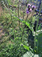 Cirsium arvense