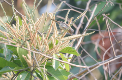 Staphida castaniceps