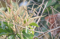 Staphida castaniceps
