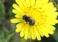 Eristalinus sepulchralis