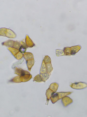Puccinia allii