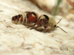 Dasymutilla sicheliana