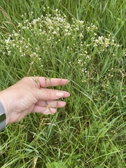 Asperula tinctoria