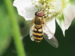 Syrphus