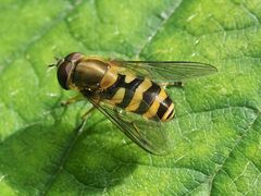 Syrphus