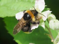 Bombus