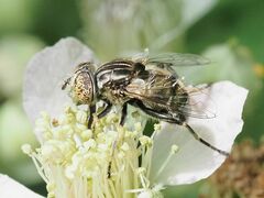 Eristalinus sepulchralis