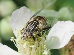 Eristalinus sepulchralis