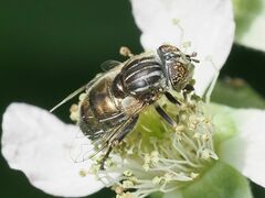 Eristalinus sepulchralis