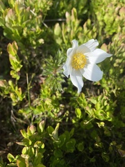 Pulsatilla alpina