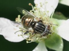 Eristalinus sepulchralis