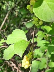 Schisandra chinensis