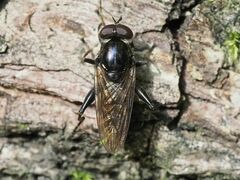 Chalcosyrphus nemorum