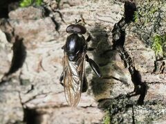 Chalcosyrphus nemorum