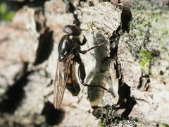 Chalcosyrphus nemorum