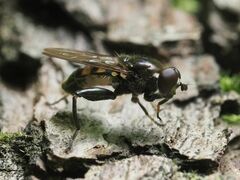 Chalcosyrphus nemorum