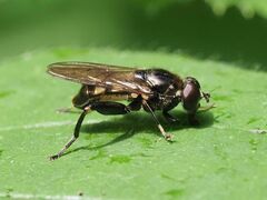 Chalcosyrphus nemorum